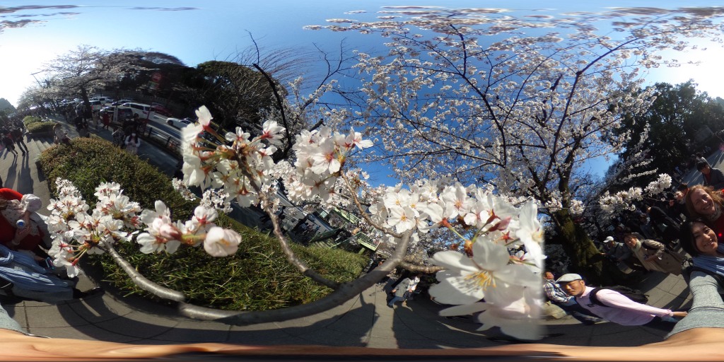 Hey Sakura Sakura – The beauty of Cherry Blossom